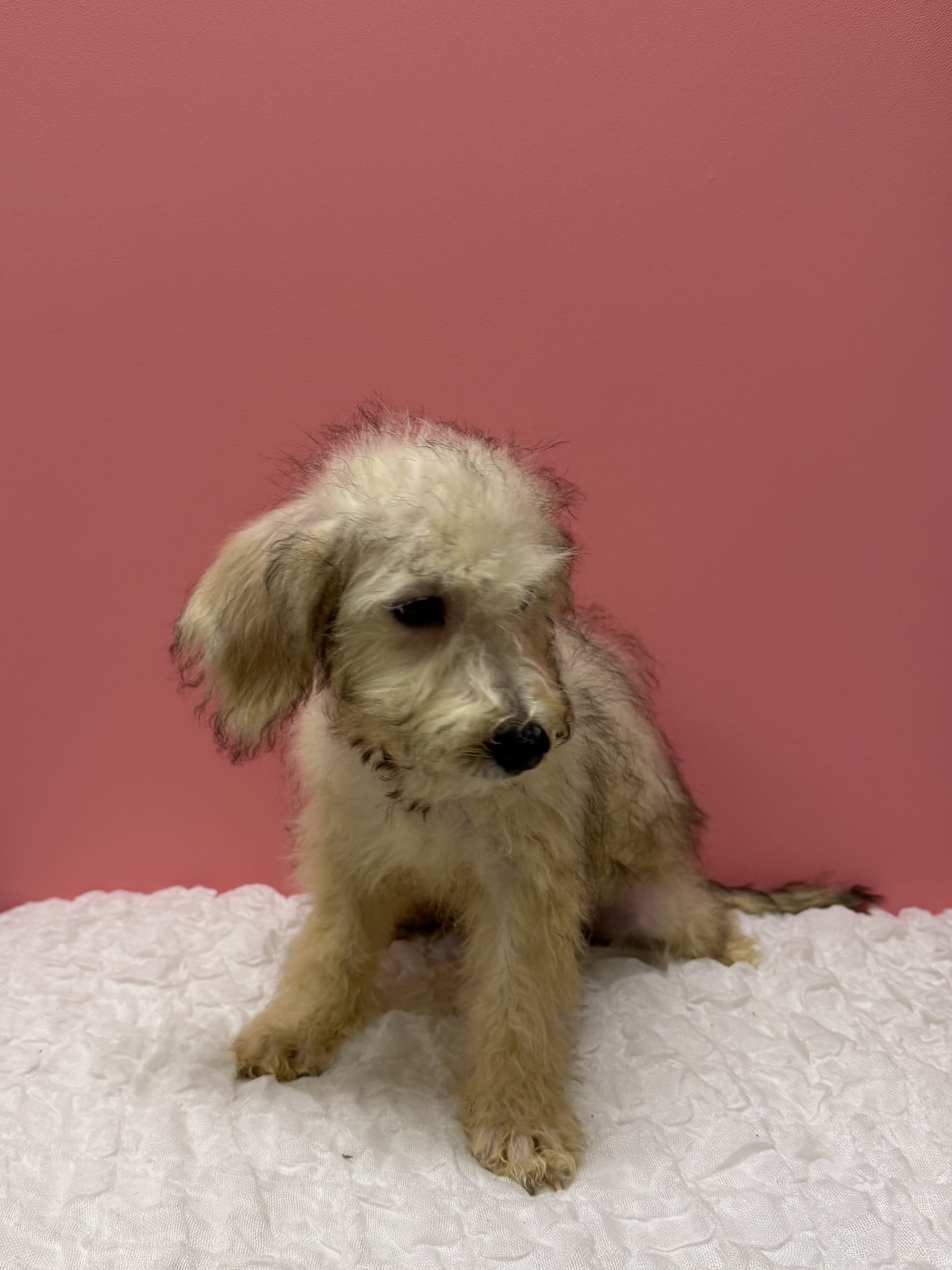 大阪府のハーフ犬・ミックス犬 (ペットプラザ大東御領店/2026年6月16日生まれ/女の子/カフェオレ)の子犬の4枚目の画像