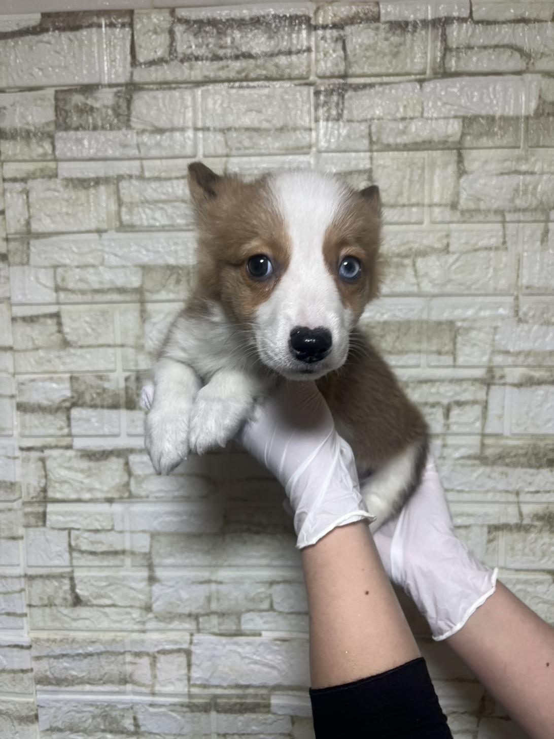 埼玉県のウェルシュコーギーペンブローク (ペッツスマイル南中野店/2026年1月23日生まれ/男の子/レッドホワイト)の子犬の1枚目の画像