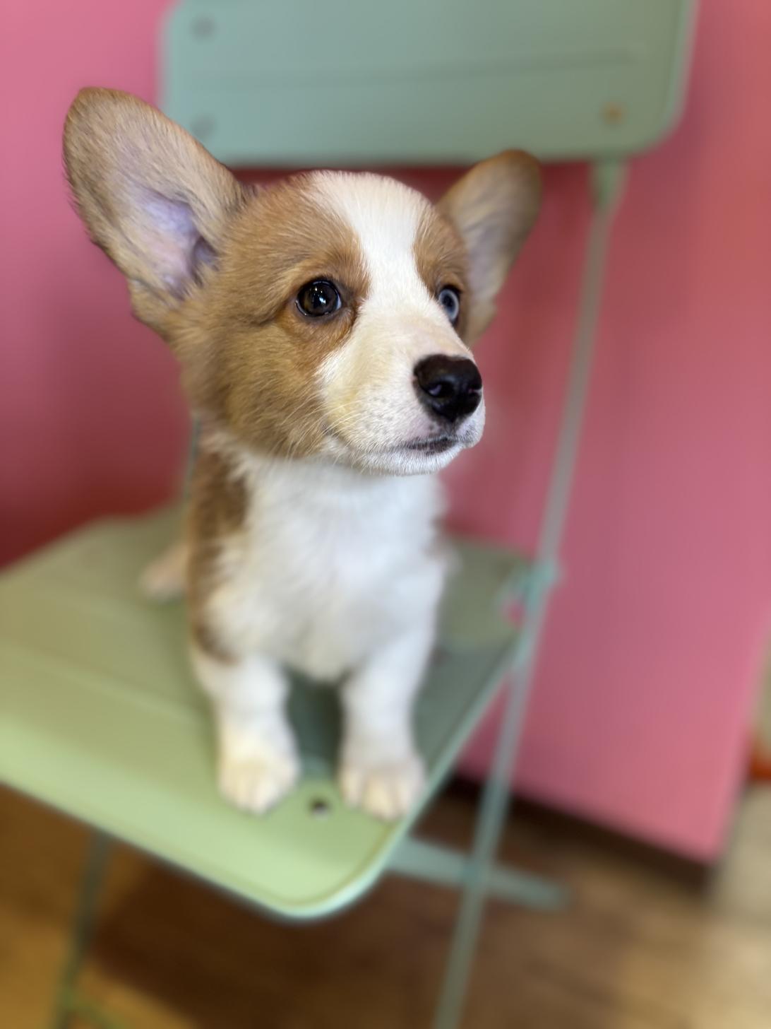 埼玉県のウェルシュコーギーペンブローク (ペッツスマイル南中野店/2026年1月23日生まれ/男の子/レッドホワイト)の子犬の1枚目の画像