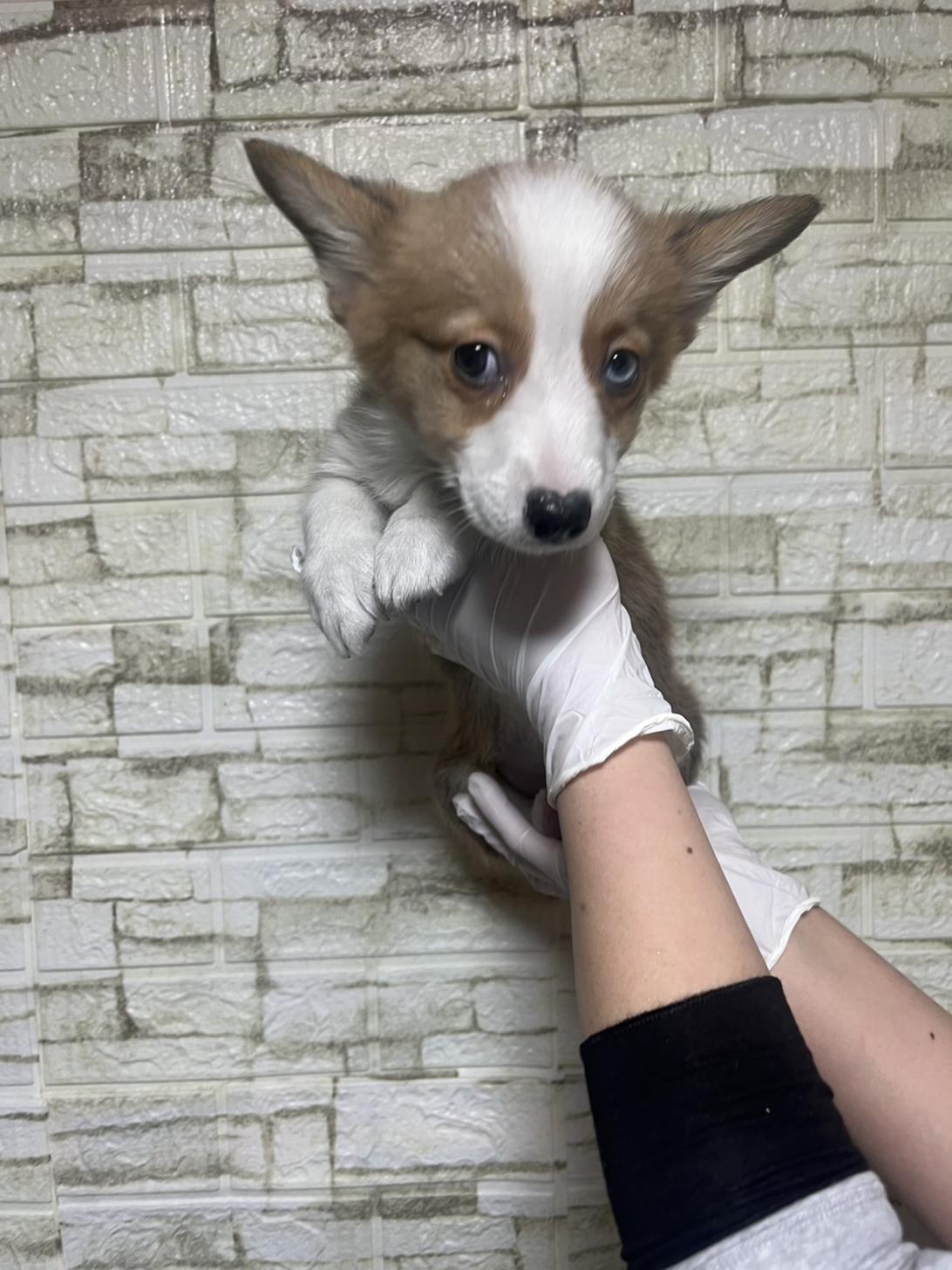 埼玉県のウェルシュコーギーペンブローク (ペッツスマイル南中野店/2026年1月23日生まれ/男の子/レッドホワイト)の子犬の2枚目の画像