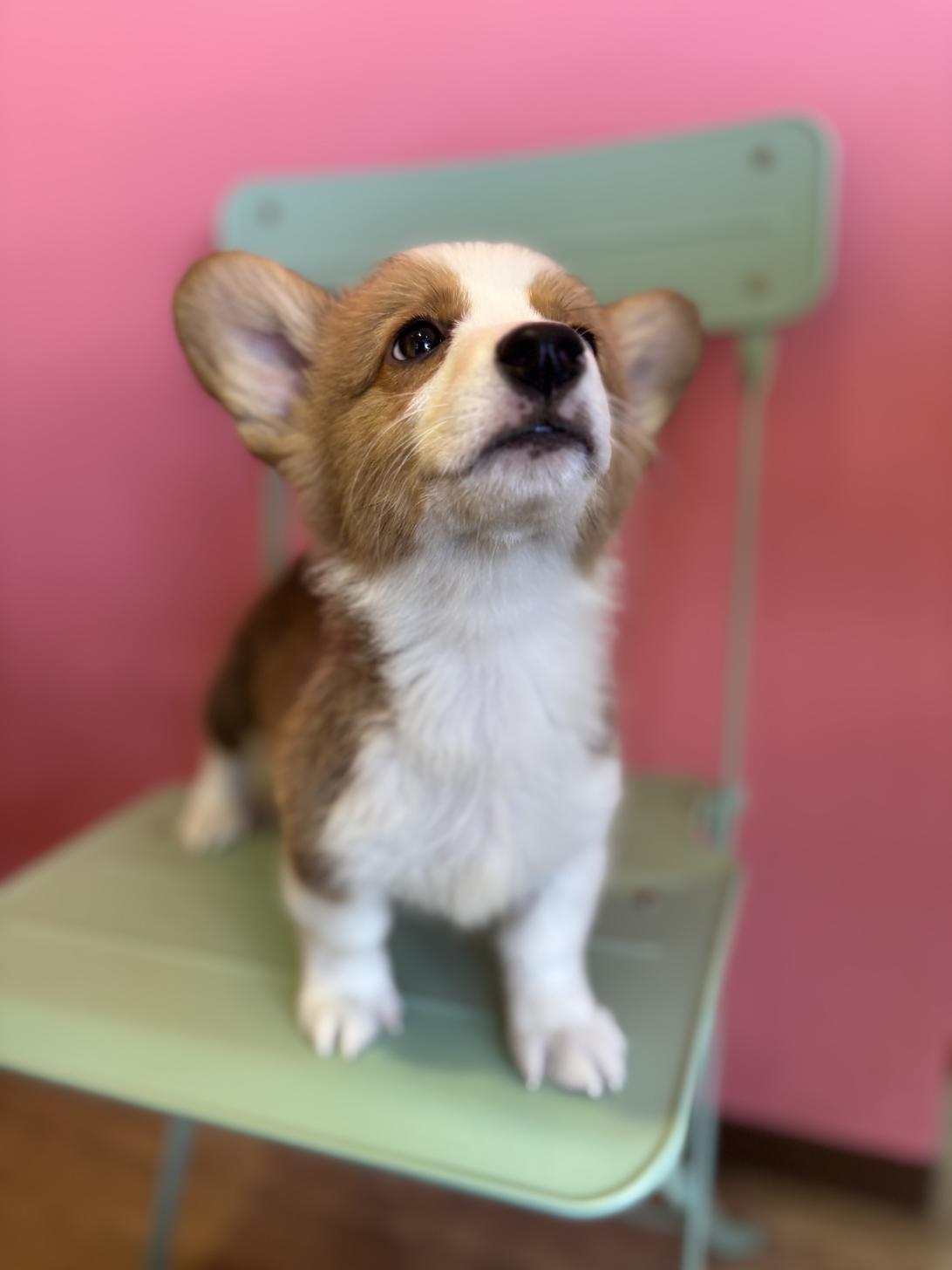 埼玉県のウェルシュコーギーペンブローク (ペッツスマイル南中野店/2026年1月23日生まれ/男の子/レッドホワイト)の子犬の2枚目の画像