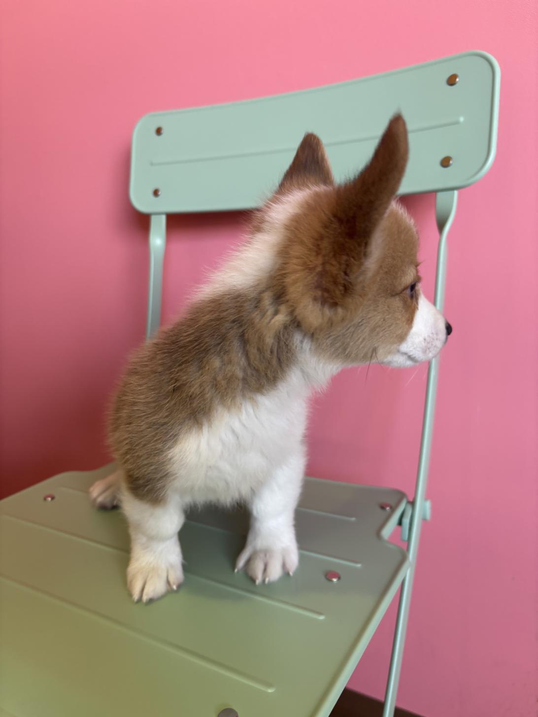 埼玉県のウェルシュコーギーペンブローク (ペッツスマイル南中野店/2026年1月23日生まれ/男の子/レッドホワイト)の子犬の3枚目の画像