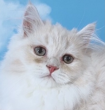 千葉県のラガマフィン (Breeder & Petsalon MAU/2023年10月12日生まれ/男の子/クリームタビー)の子猫