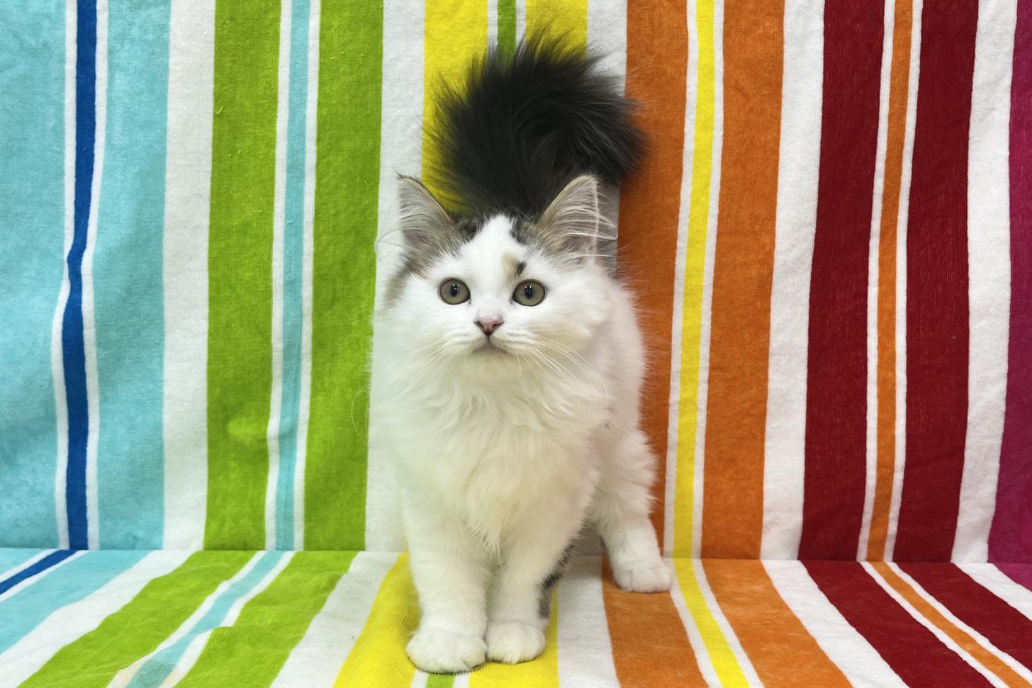 愛知県のスコティッシュストレート (ハピースペット一宮三条アミーゴ店/2025年12月13日生まれ/男の子/ブラウンタビーホワイト)の子猫の1枚目の画像