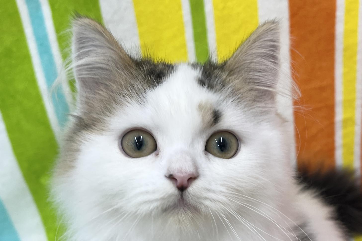 愛知県のスコティッシュストレート (ハピースペット一宮三条アミーゴ店/2025年12月13日生まれ/男の子/ブラウンタビーホワイト)の子猫の2枚目の画像