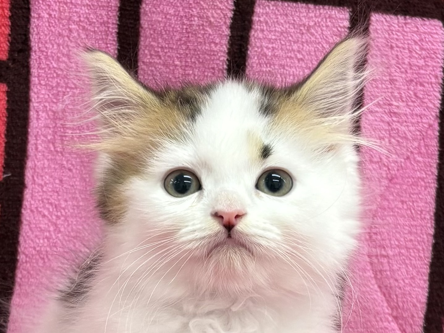 愛知県のスコティッシュストレート (ハピースペット春日井アミーゴ店/2025年12月13日生まれ/男の子/ブラウンタビーホワイト)の子猫の2枚目の画像