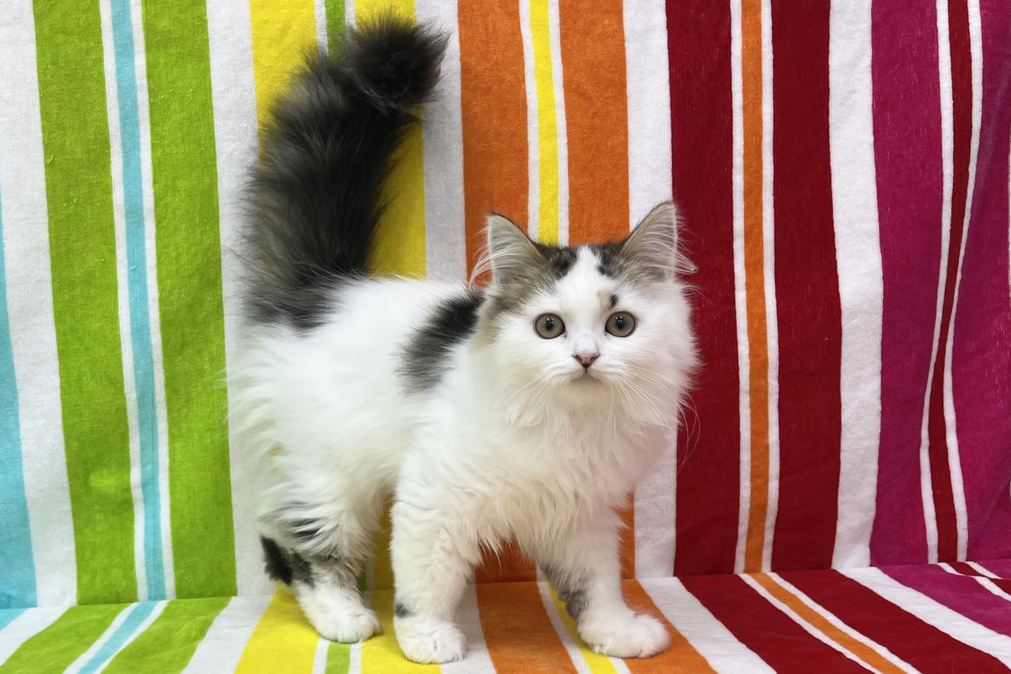 愛知県のスコティッシュストレート (ハピースペット一宮三条アミーゴ店/2025年12月13日生まれ/男の子/ブラウンタビーホワイト)の子猫の3枚目の画像