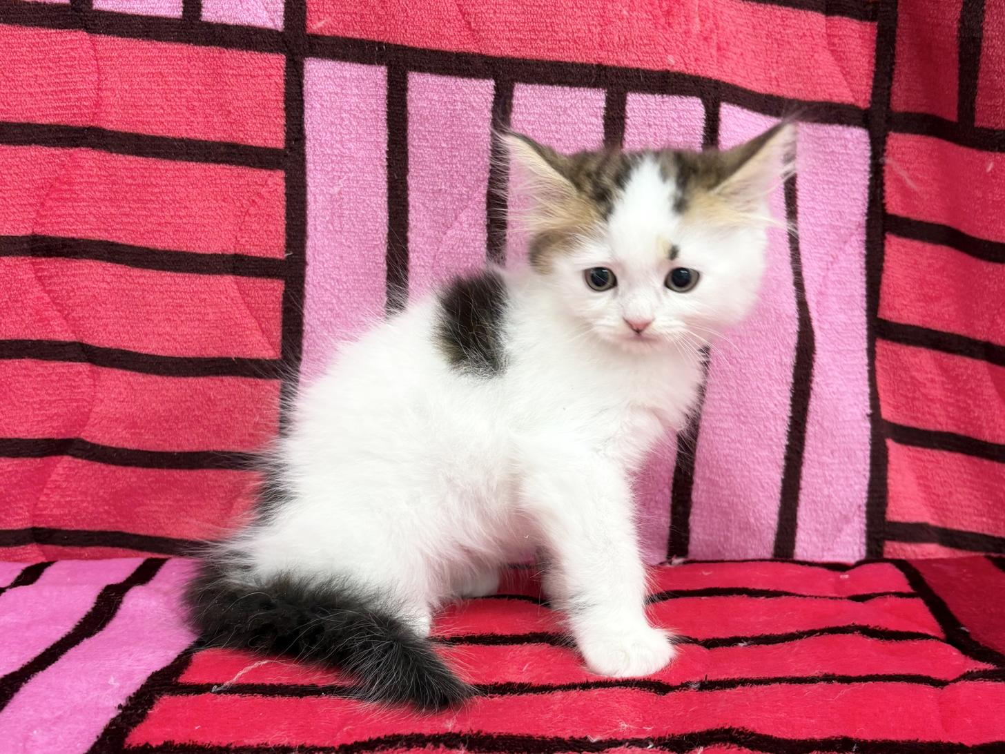 愛知県のスコティッシュストレート (ハピースペット春日井アミーゴ店/2025年12月13日生まれ/男の子/ブラウンタビーホワイト)の子猫の3枚目の画像