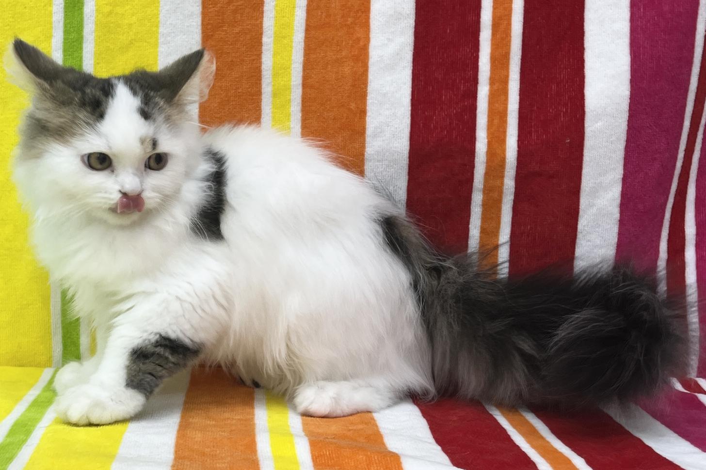 愛知県のスコティッシュストレート (ハピースペット一宮三条アミーゴ店/2025年12月13日生まれ/男の子/ブラウンタビーホワイト)の子猫の4枚目の画像