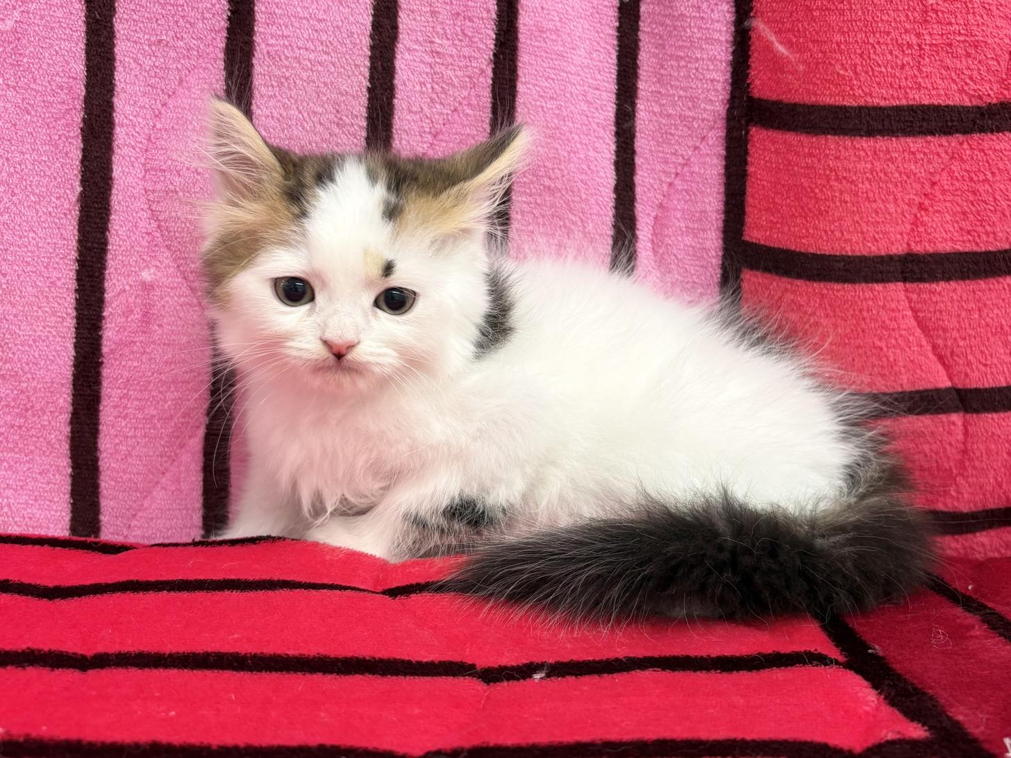 愛知県のスコティッシュストレート (ハピースペット春日井アミーゴ店/2025年12月13日生まれ/男の子/ブラウンタビーホワイト)の子猫の4枚目の画像