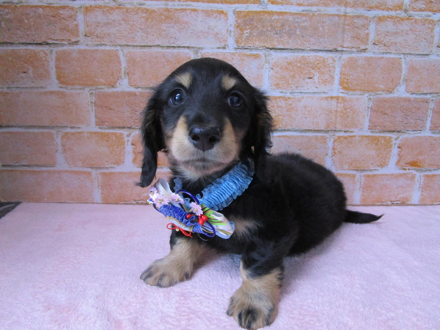 宮城県のミニチュアダックスフンド(ロング) (ズーズーカンパニー 八乙女店/2025年11月17日生まれ/男の子/ブラックタン)の子犬の1枚目の画像