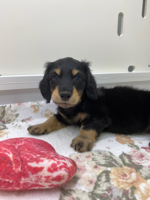 宮城県のミニチュアダックスフンド(ロング) (ズーズーカンパニー 八乙女店/2025年11月17日生まれ/男の子/ブラックタン)の子犬の2枚目の画像