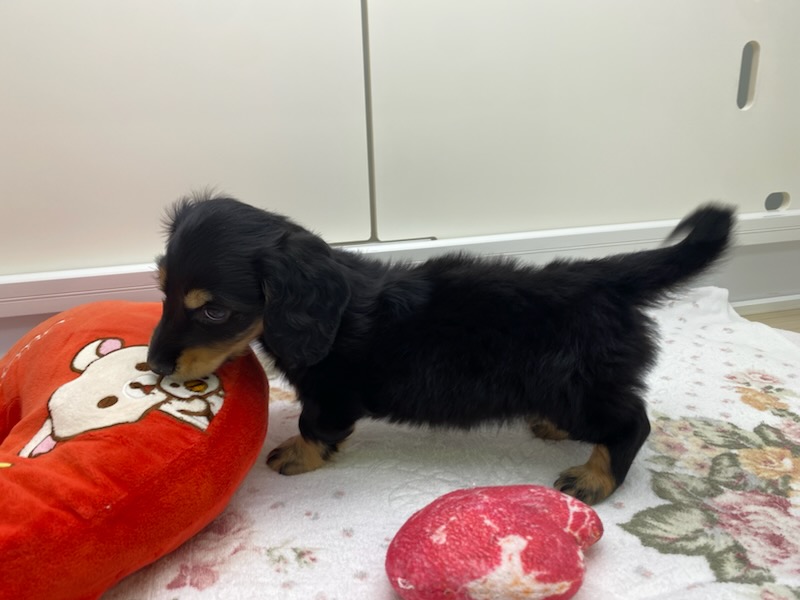 宮城県のミニチュアダックスフンド(ロング) (ズーズーカンパニー 八乙女店/2025年11月17日生まれ/男の子/ブラックタン)の子犬の3枚目の画像