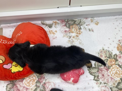 宮城県のミニチュアダックスフンド(ロング) (ズーズーカンパニー 八乙女店/2025年11月17日生まれ/男の子/ブラックタン)の子犬の4枚目の画像