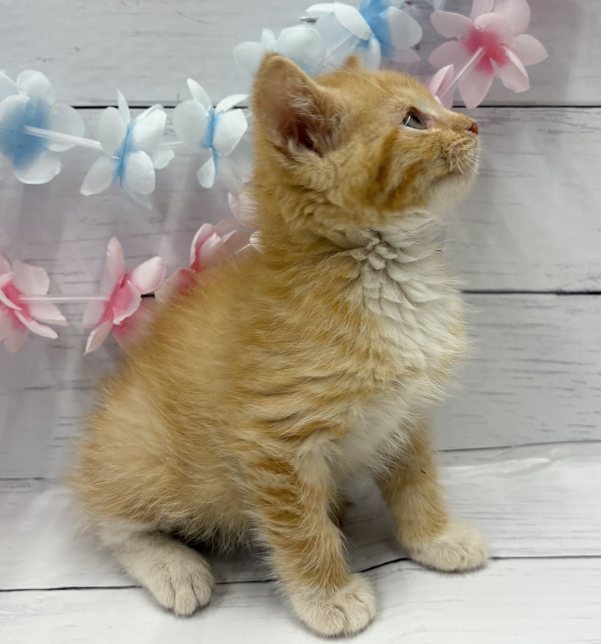 千葉県のマンチカン (ペッツワン佐倉店/2026年5月9日生まれ/男の子/レッドタビーホワイト)の子猫の2枚目の画像