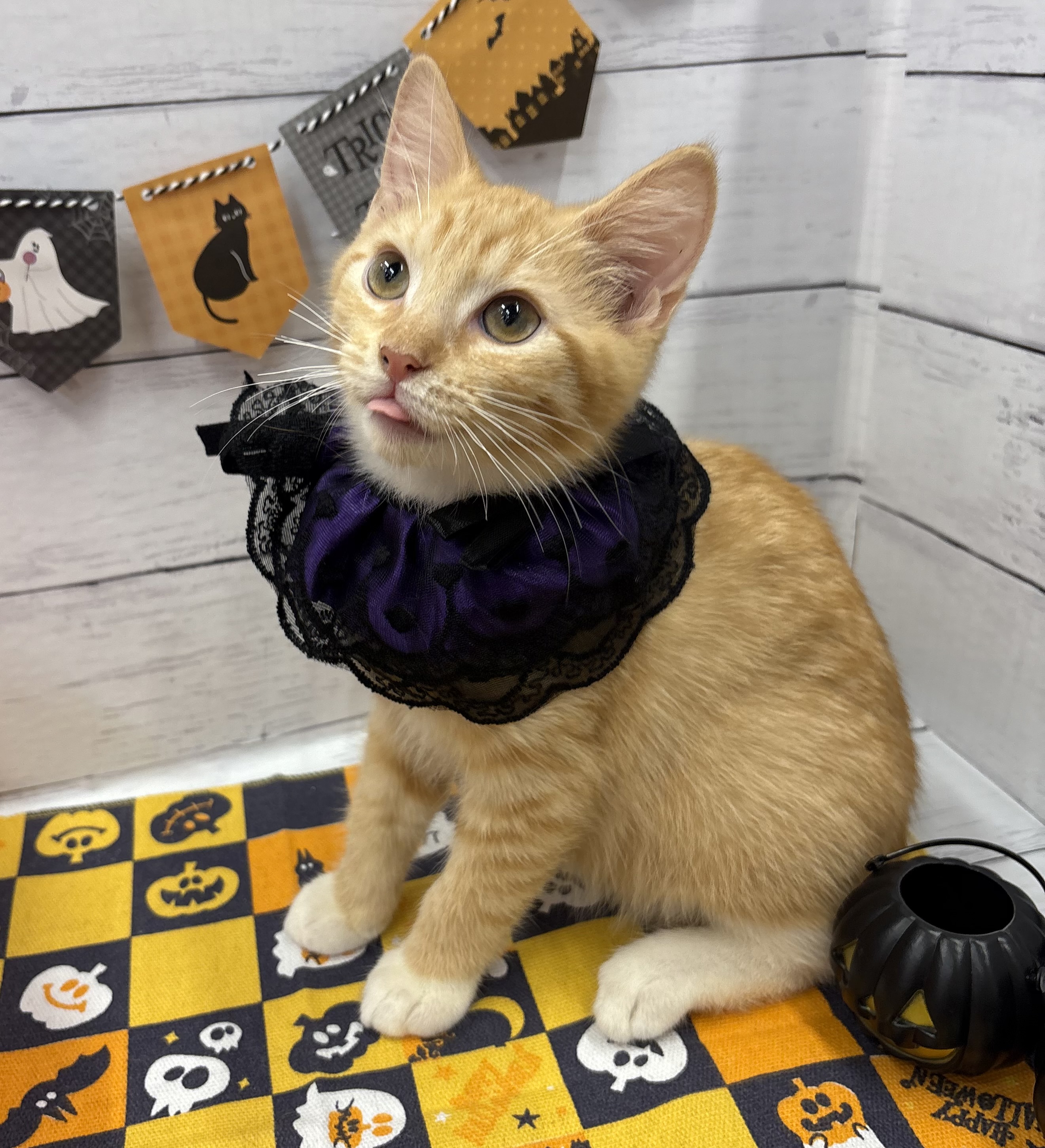 千葉県のマンチカン (ペッツワン佐倉店/2026年5月9日生まれ/男の子/レッドタビーホワイト)の子猫の2枚目の画像