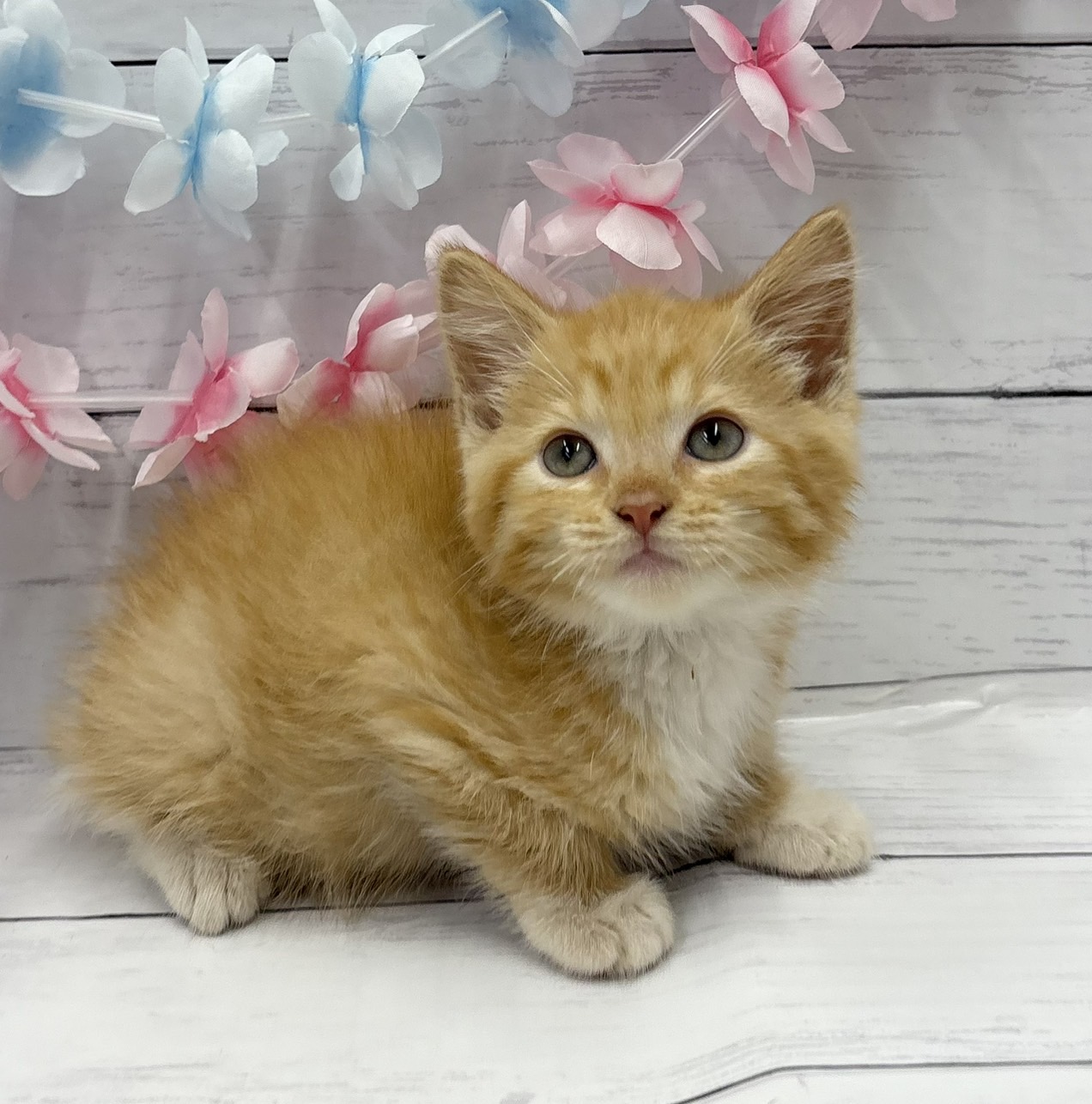 千葉県のマンチカン (ペッツワン佐倉店/2026年5月9日生まれ/男の子/レッドタビーホワイト)の子猫の3枚目の画像