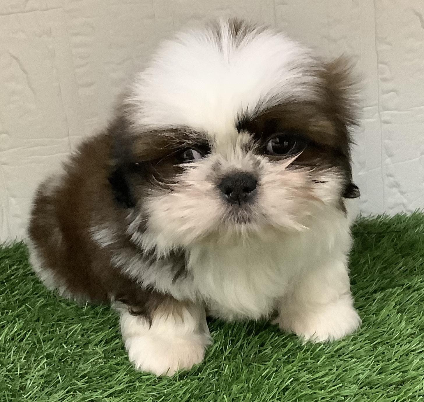 福岡県のシーズー (ドッグズホーム旗崎店/2025年10月20日生まれ/男の子/ホワイトゴールド)の子犬