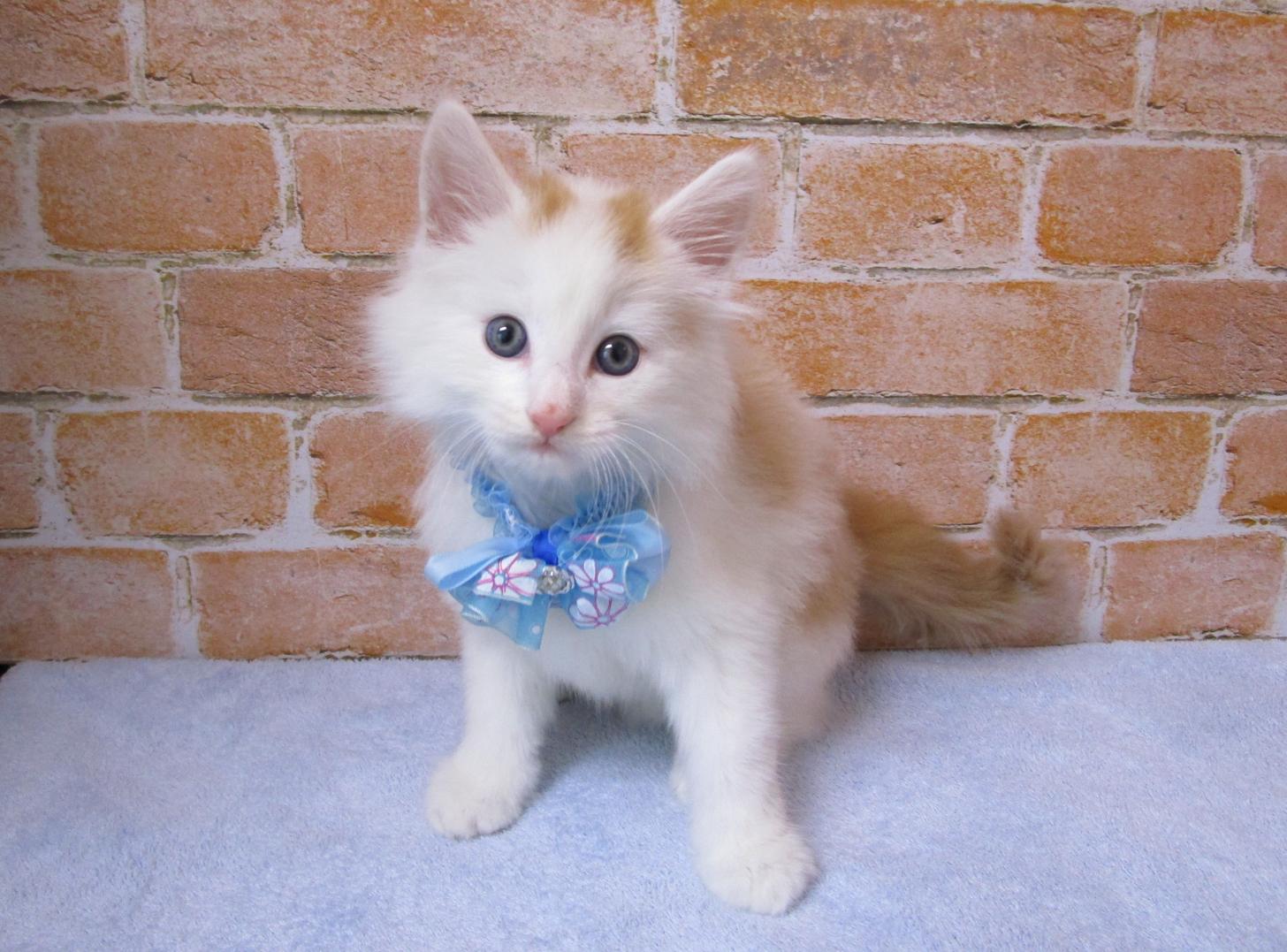 宮城県のノルウェージャンフォレストキャット (ズーズーカンパニー 八乙女店/2025年8月25日生まれ/男の子/レッドタビーホワイト)の子猫の1枚目の画像