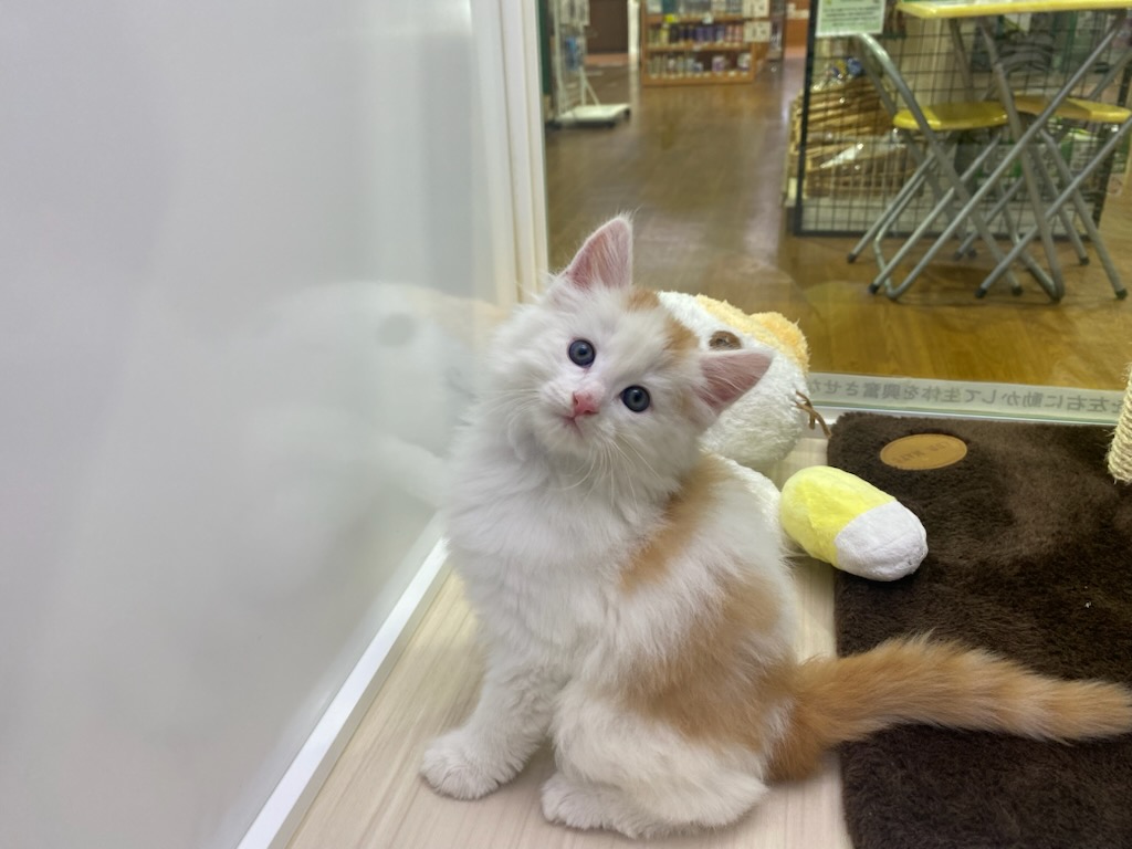 宮城県のノルウェージャンフォレストキャット (ズーズーカンパニー 八乙女店/2025年8月25日生まれ/男の子/レッドタビーホワイト)の子猫の2枚目の画像