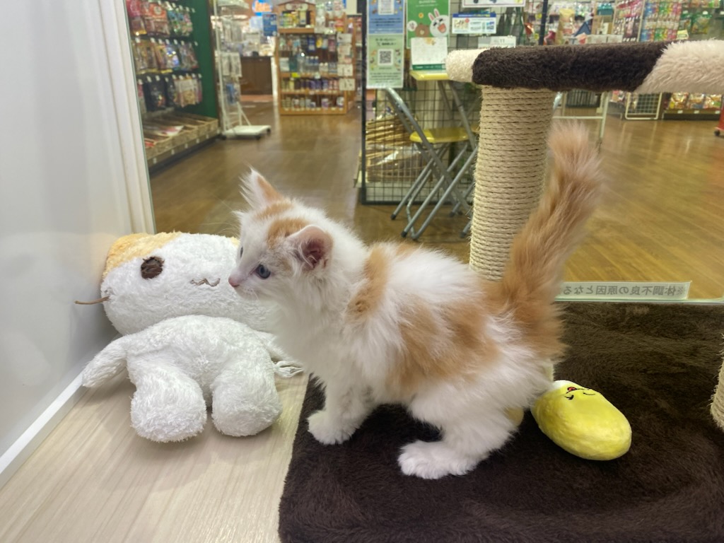 宮城県のノルウェージャンフォレストキャット (ズーズーカンパニー 八乙女店/2025年8月25日生まれ/男の子/レッドタビーホワイト)の子猫の3枚目の画像