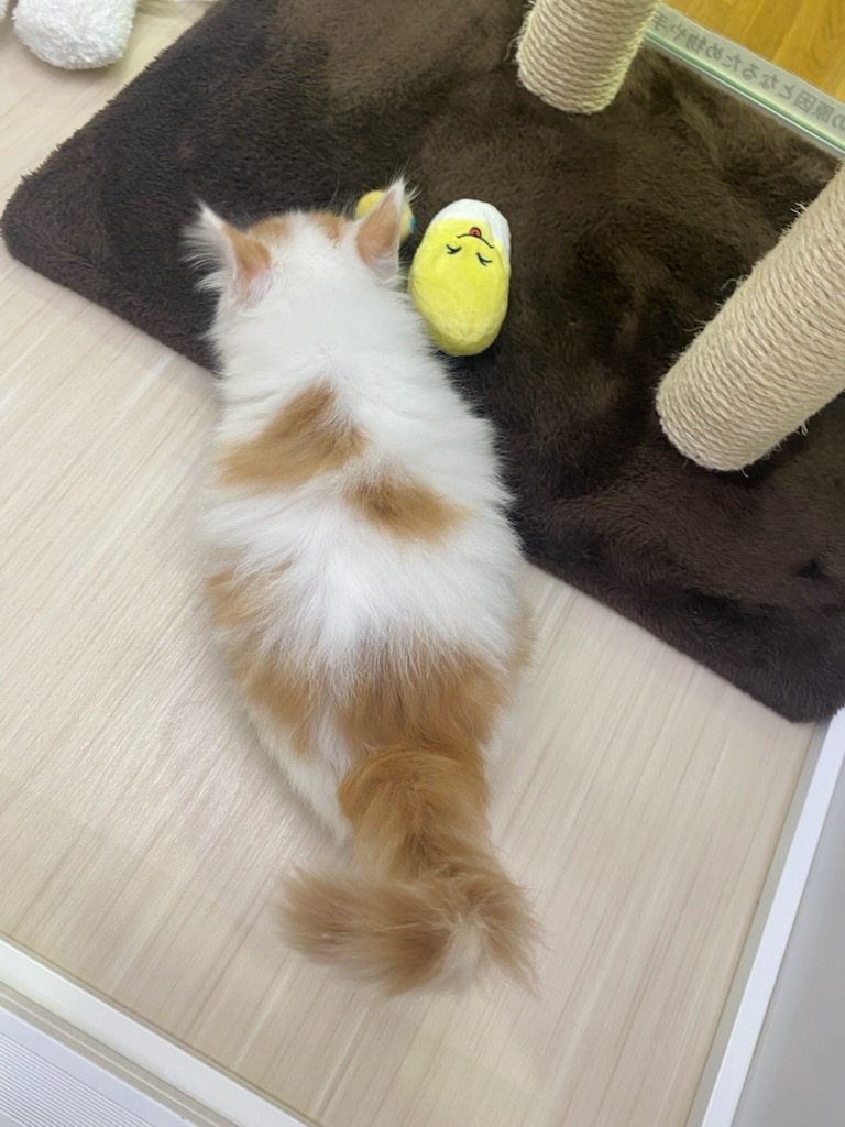 宮城県のノルウェージャンフォレストキャット (ズーズーカンパニー 八乙女店/2025年8月25日生まれ/男の子/レッドタビーホワイト)の子猫の4枚目の画像