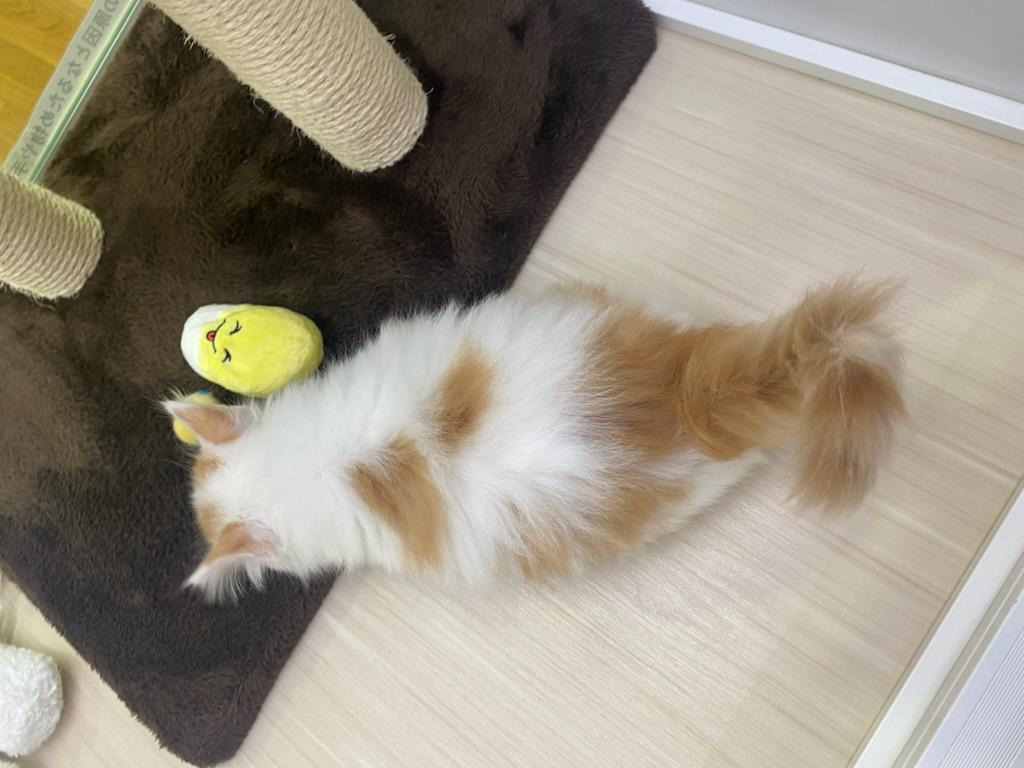 宮城県のノルウェージャンフォレストキャット (ズーズーカンパニー 八乙女店/2025年8月25日生まれ/男の子/レッドタビーホワイト)の子猫の4枚目の画像