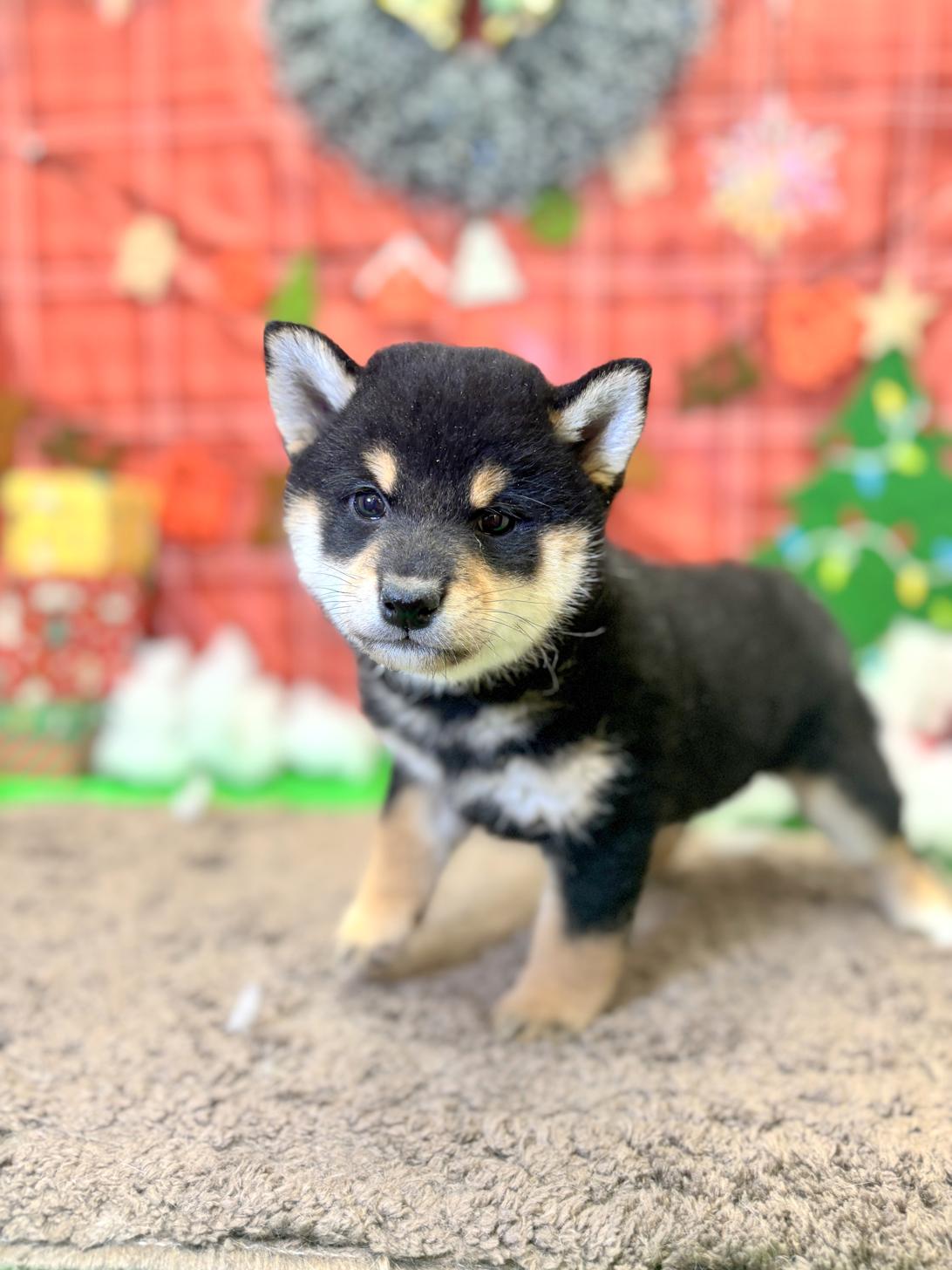 北海道の柴犬(標準サイズ) (ラブワンコ平岸店/2025年10月16日生まれ/女の子/ブラック)の子犬