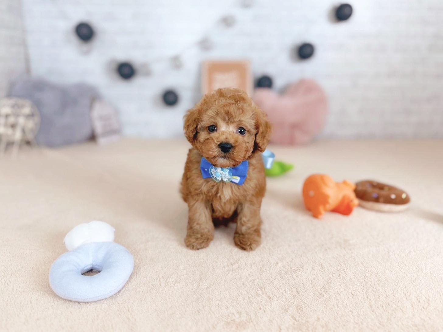 北海道のトイプードル(トイ) (ペットショップだんぼ/2025年9月25日生まれ/男の子/アプリコット)の子犬の1枚目の画像