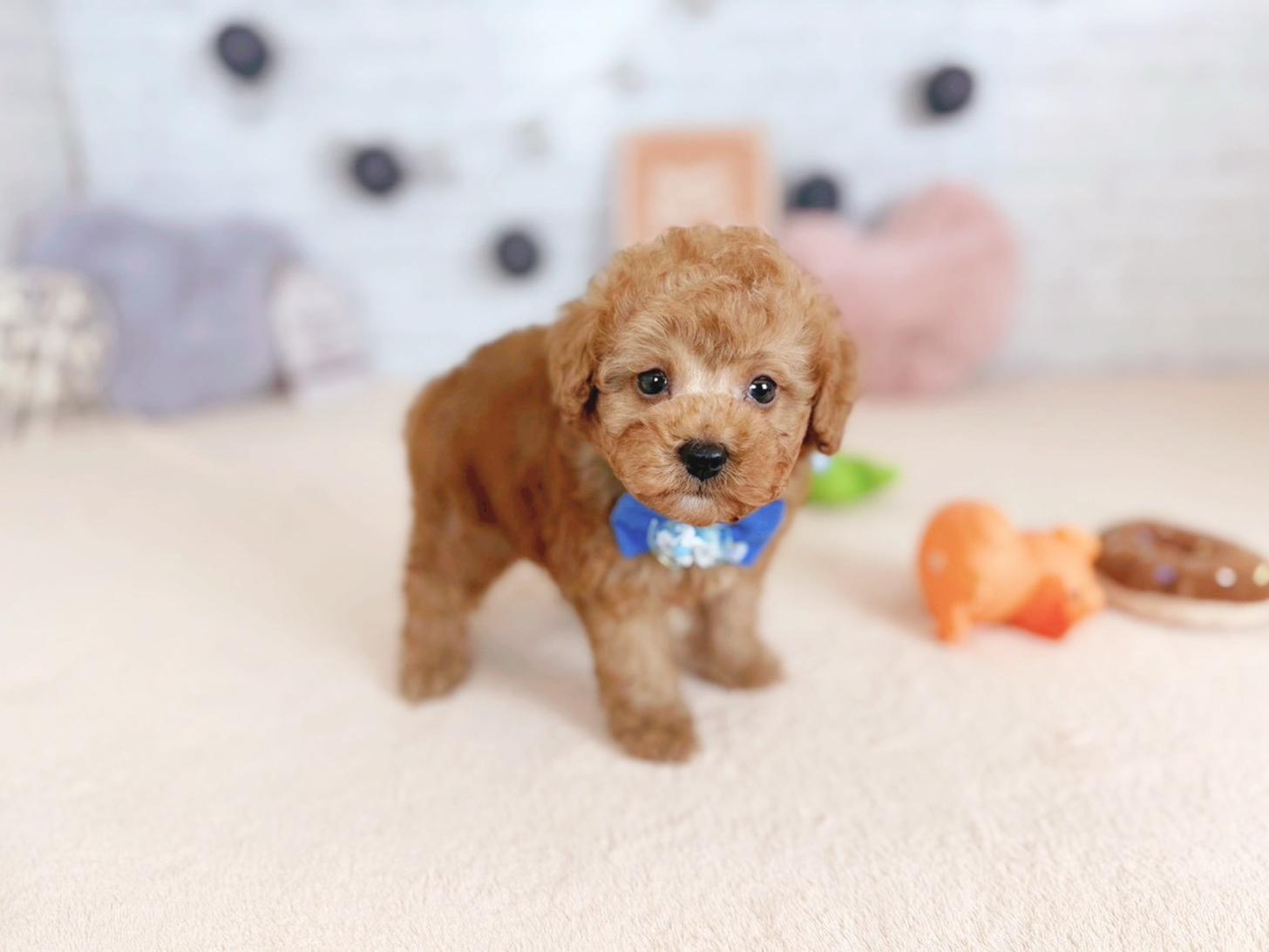 北海道のトイプードル(トイ) (ペットショップだんぼ/2025年9月25日生まれ/男の子/アプリコット)の子犬の2枚目の画像