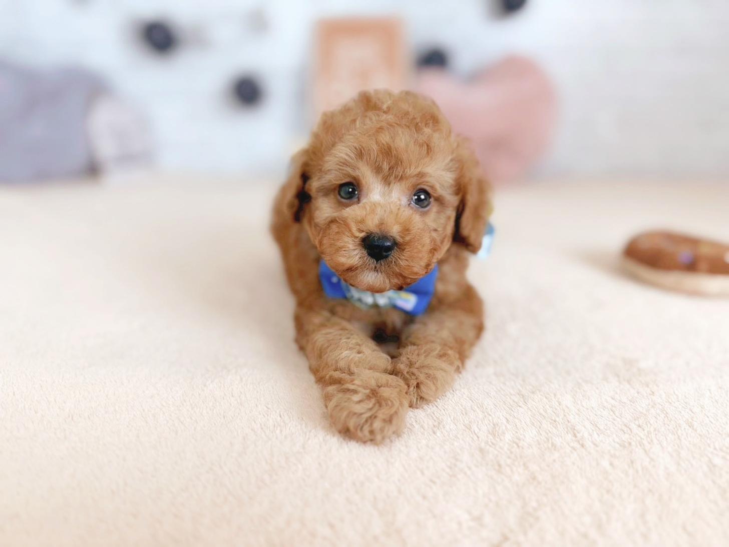 北海道のトイプードル(トイ) (ペットショップだんぼ/2025年9月25日生まれ/男の子/アプリコット)の子犬の3枚目の画像