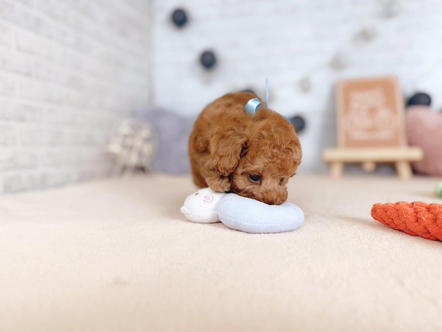 北海道のトイプードル(トイ) (ペットショップだんぼ/2025年9月25日生まれ/男の子/アプリコット)の子犬の4枚目の画像