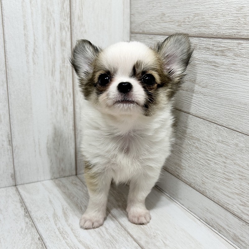 埼玉県のチワワ(ロング) (ペピカファミリー大宮宮原店/2025年8月16日生まれ/男の子/レッドホワイト)の子犬の1枚目の画像