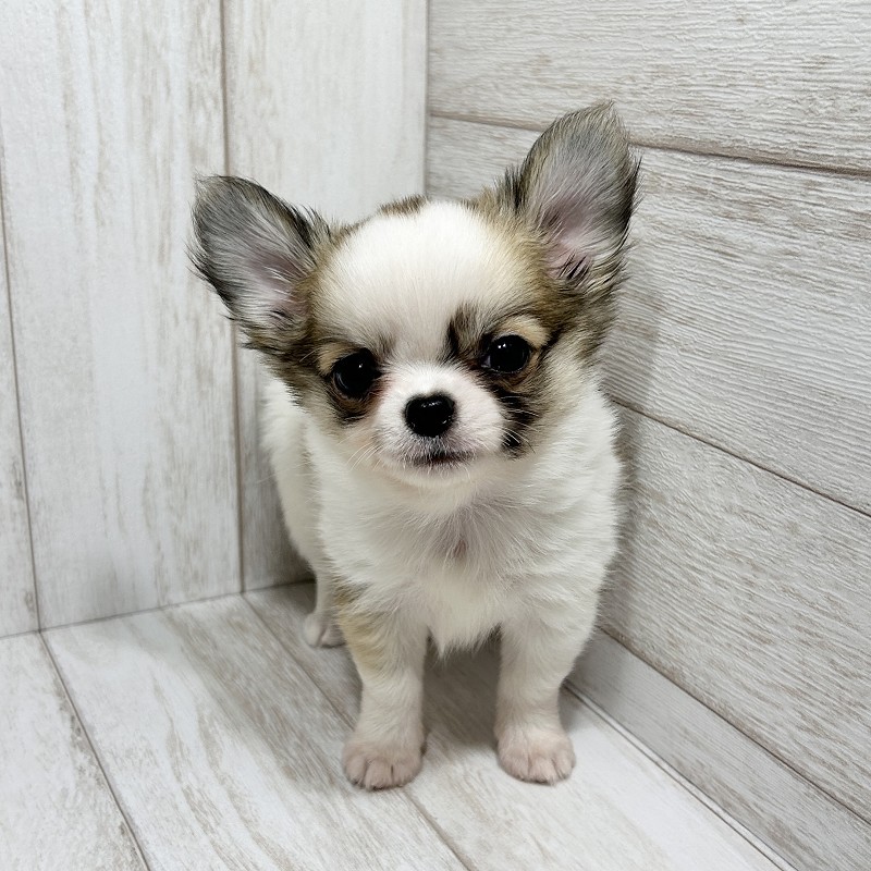 埼玉県のチワワ(ロング) (ペピカファミリー大宮宮原店/2025年8月16日生まれ/男の子/レッドホワイト)の子犬の2枚目の画像