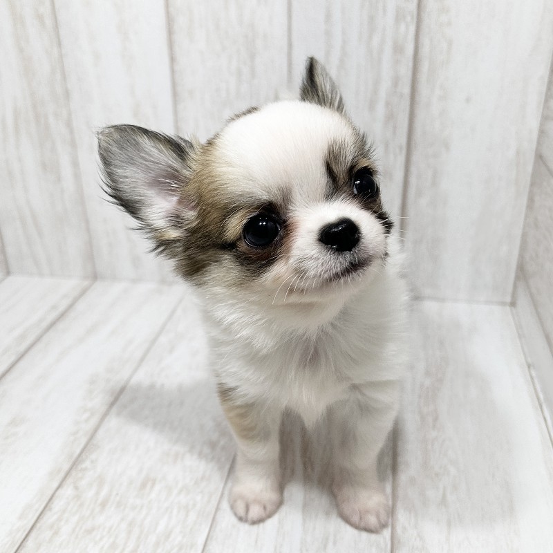 埼玉県のチワワ(ロング) (ペピカファミリー大宮宮原店/2025年8月16日生まれ/男の子/レッドホワイト)の子犬の3枚目の画像