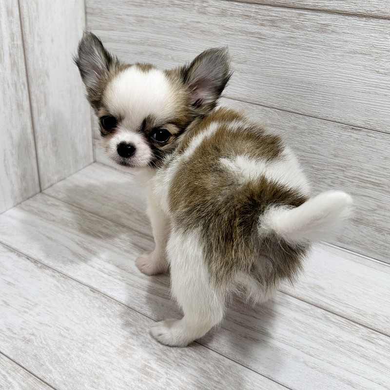 埼玉県のチワワ(ロング) (ペピカファミリー大宮宮原店/2025年8月16日生まれ/男の子/レッドホワイト)の子犬の4枚目の画像