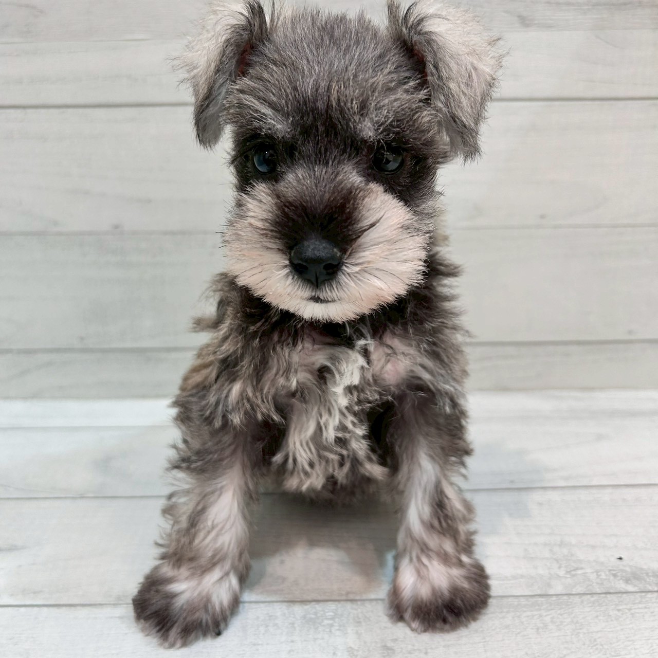 千葉県のミニチュアシュナウザー (ペピカあびこ店/2025年10月4日生まれ/女の子/ソルトペッパー)の子犬の1枚目の画像