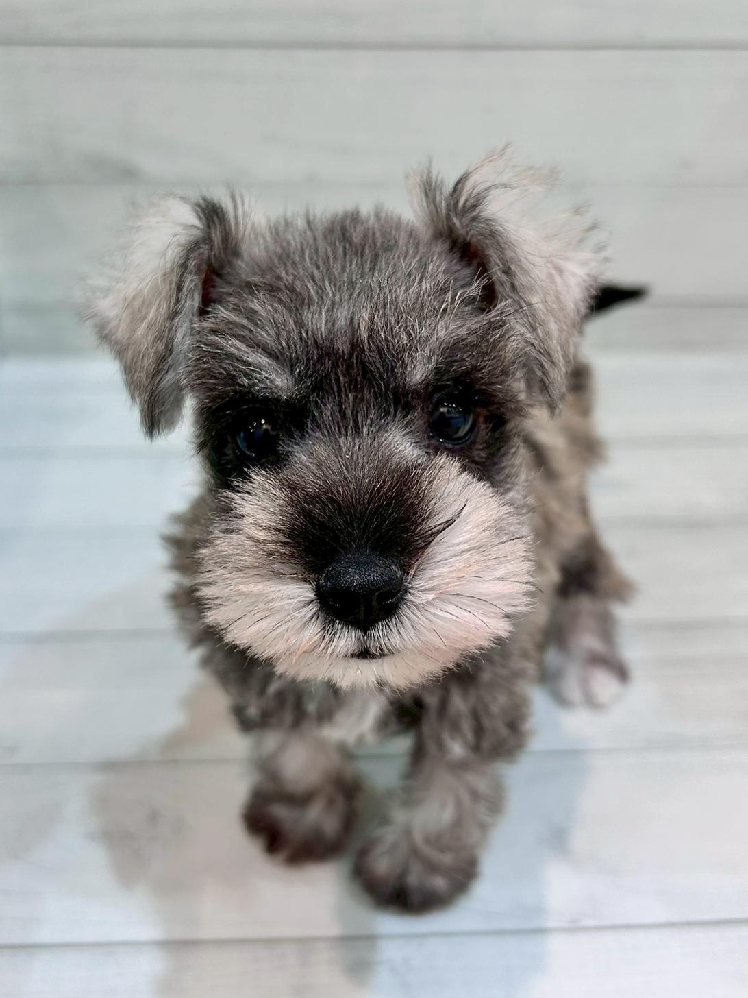 千葉県のミニチュアシュナウザー (ペピカあびこ店/2025年10月4日生まれ/女の子/ソルトペッパー)の子犬の2枚目の画像