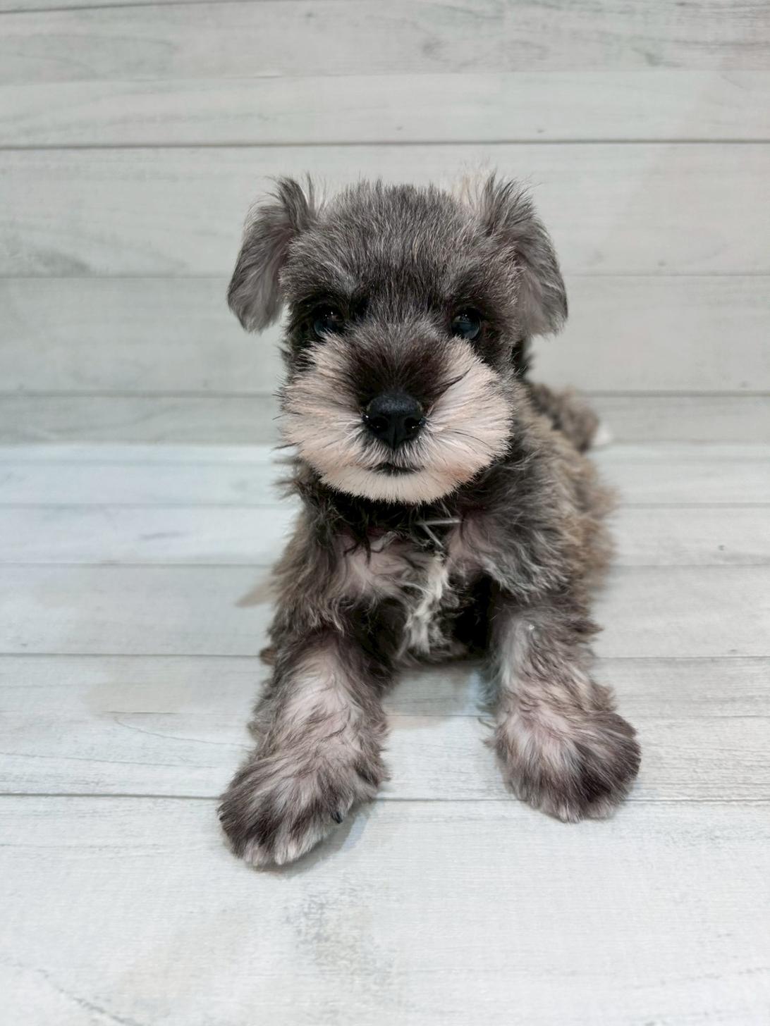 千葉県のミニチュアシュナウザー (ペピカあびこ店/2025年10月4日生まれ/女の子/ソルトペッパー)の子犬の3枚目の画像