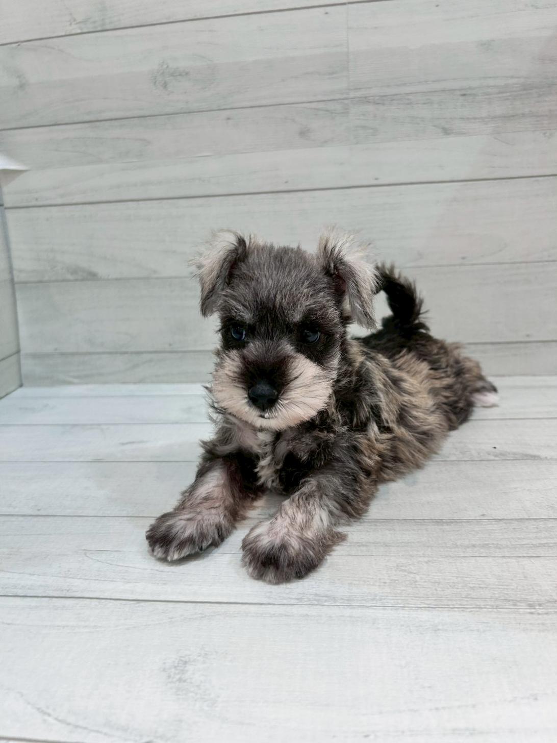 千葉県のミニチュアシュナウザー (ペピカあびこ店/2025年10月4日生まれ/女の子/ソルトペッパー)の子犬の4枚目の画像