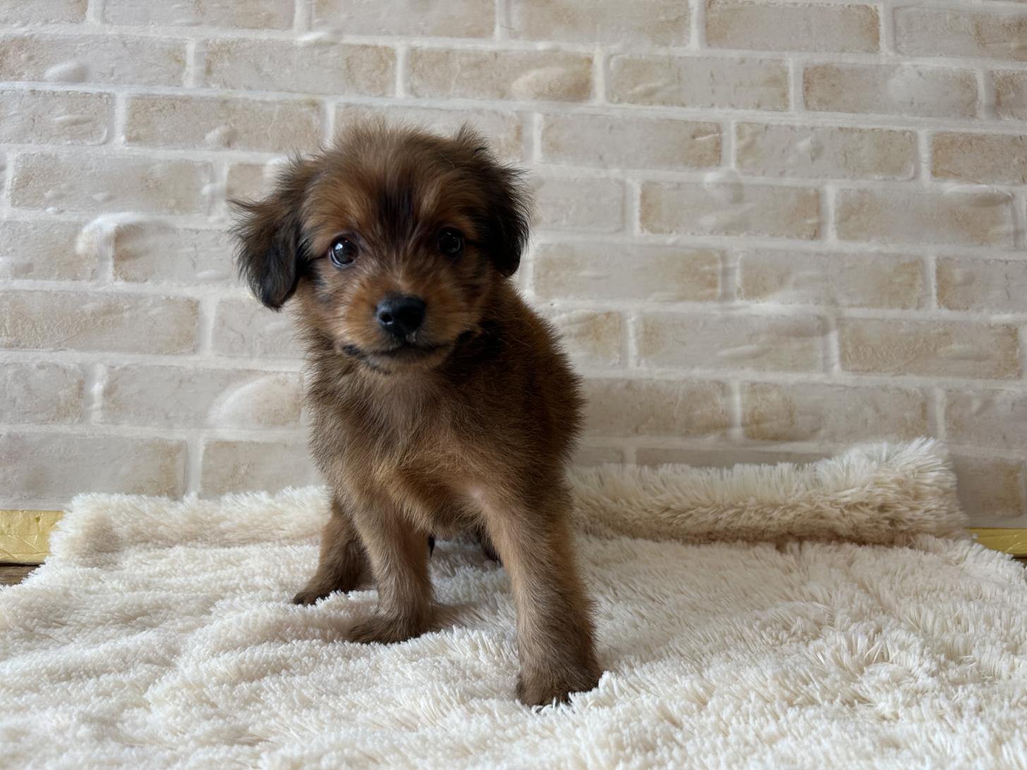 佐賀県のハーフ犬・ミックス犬 (スタードッグス新鳥栖店/2025年3月16日生まれ/男の子/レッド)の子犬