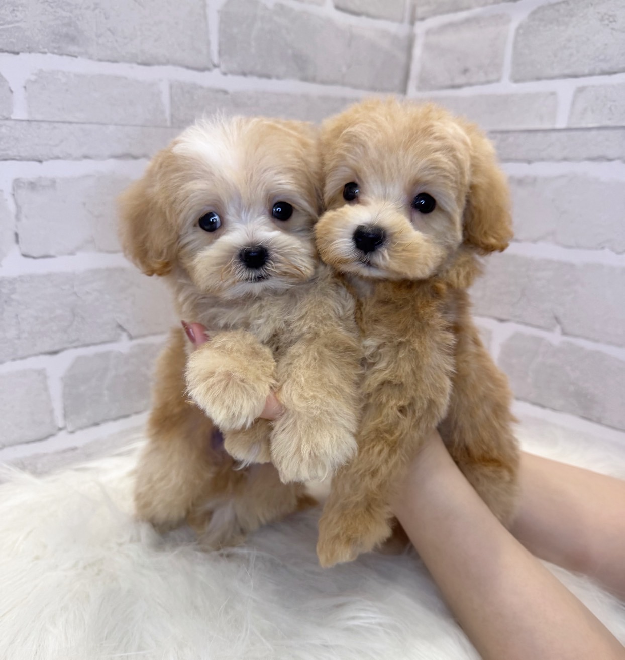 埼玉県のハーフ犬・ミックス犬 (PETSHOP FATIS/2025年3月10日生まれ/男の子/クリームホワイト)の子犬