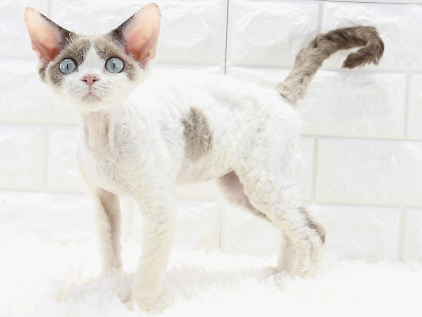 愛知県のデボンレックス (猫福家 名古屋南店/2025年7月11日生まれ/男の子/チョコレートポイントバイカラー)の子猫の1枚目の画像