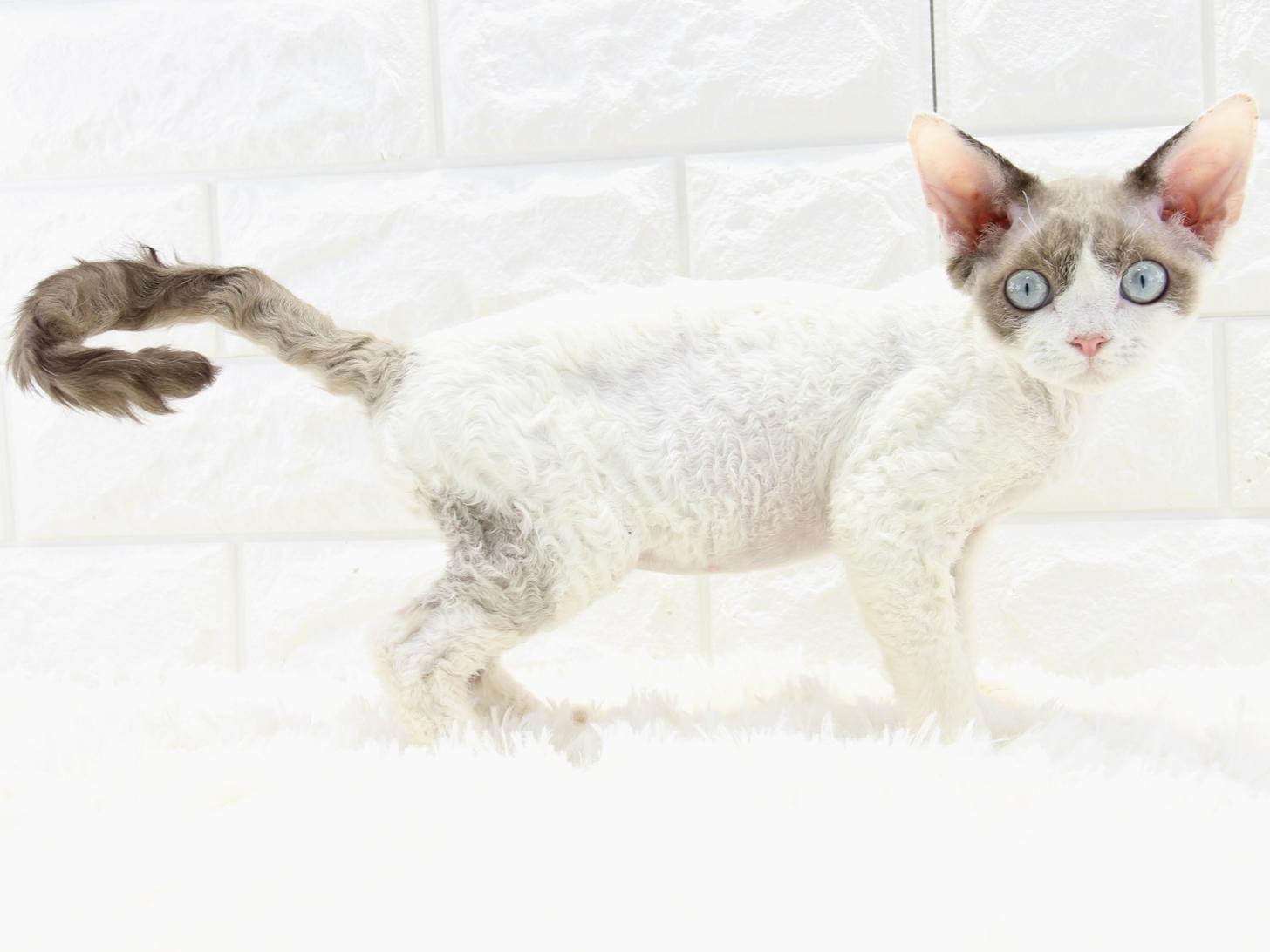 愛知県のデボンレックス (猫福家 名古屋南店/2025年7月11日生まれ/男の子/チョコレートポイントバイカラー)の子猫の2枚目の画像