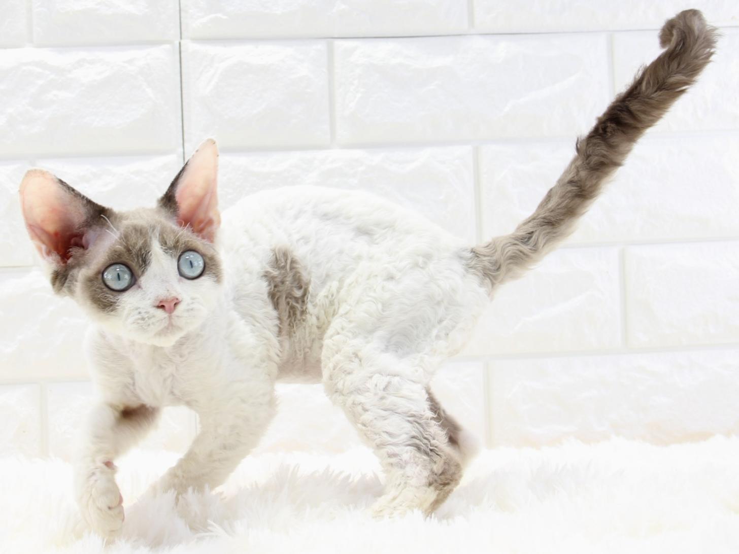 愛知県のデボンレックス (猫福家 名古屋南店/2025年7月11日生まれ/男の子/チョコレートポイントバイカラー)の子猫の3枚目の画像