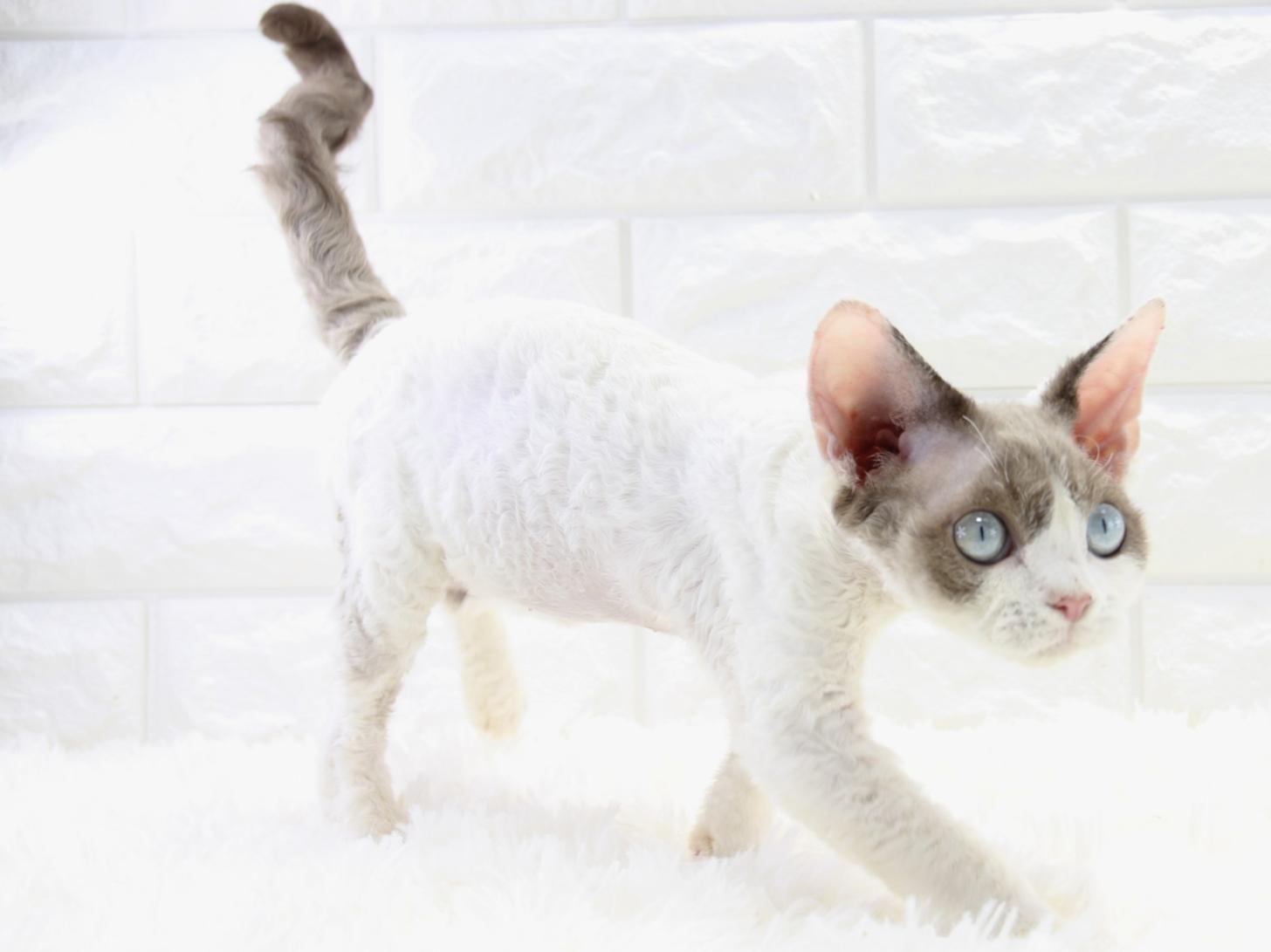 愛知県のデボンレックス (猫福家 名古屋南店/2025年7月11日生まれ/男の子/チョコレートポイントバイカラー)の子猫の4枚目の画像