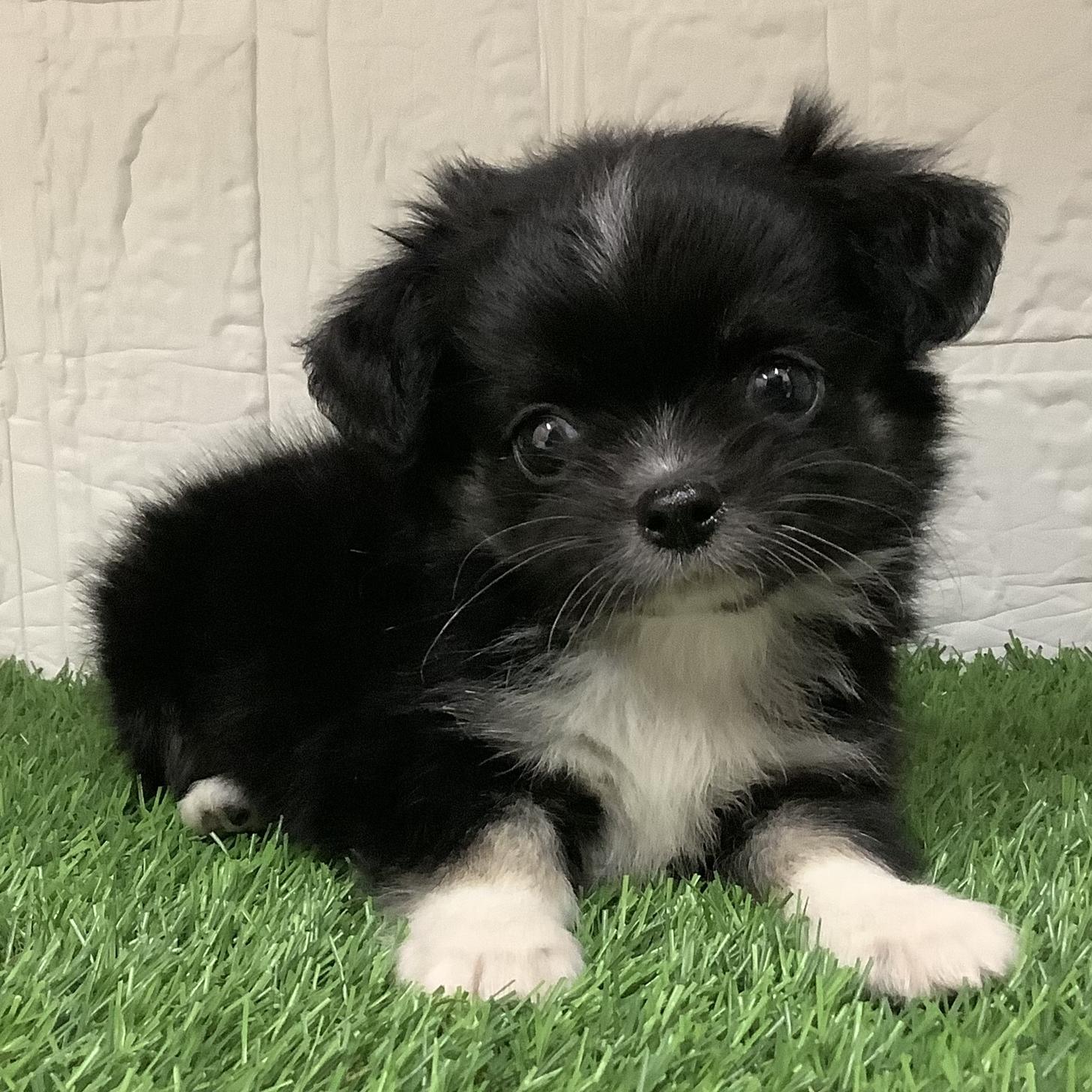 福岡県のチワワ(ロング) (ドッグズホーム旗崎店/2026年2月21日生まれ/男の子/ブラックタンホワイト)の子犬