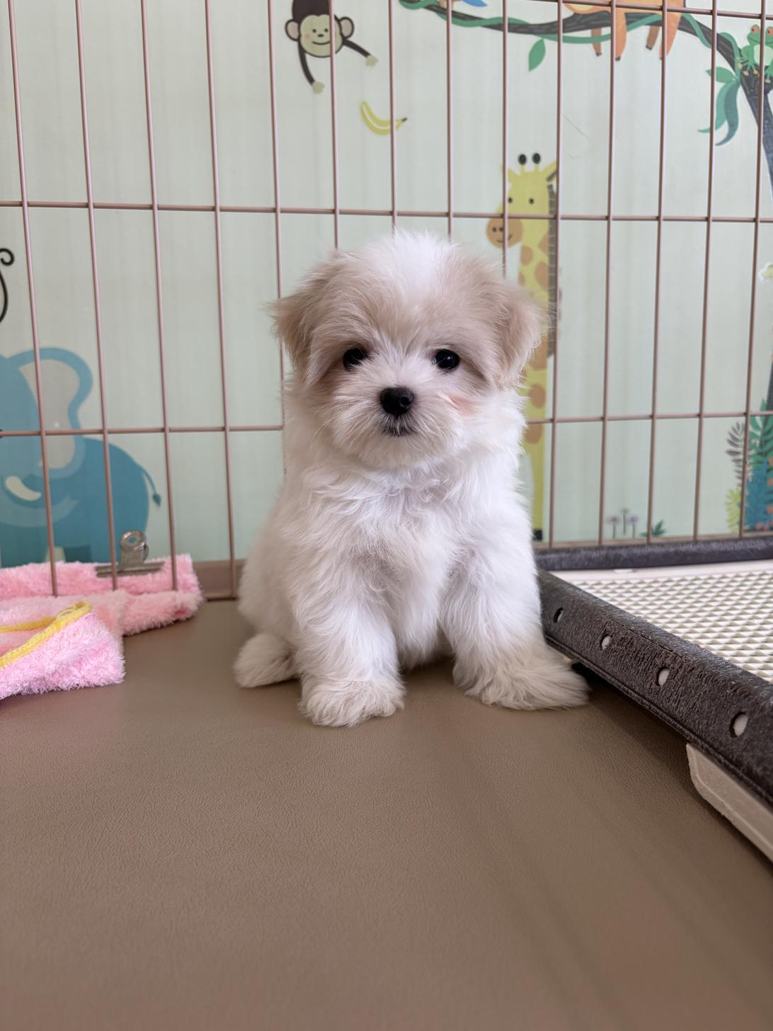 愛知県のマルチーズ (子いぬの足あと/2026年7月31日生まれ/女の子/ホワイト)の子犬