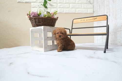 滋賀県のトイプードル(タイニー) (いっぷく湖南店/2025年10月14日生まれ/男の子/レッドフォーン)の子犬の1枚目の画像