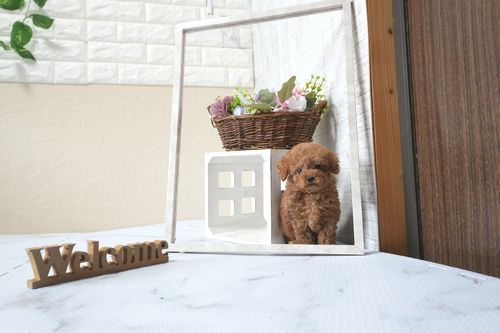 滋賀県のトイプードル(タイニー) (いっぷく湖南店/2025年10月14日生まれ/男の子/レッドフォーン)の子犬の2枚目の画像